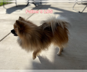 Father of the Pomeranian puppies born on 09/16/2022