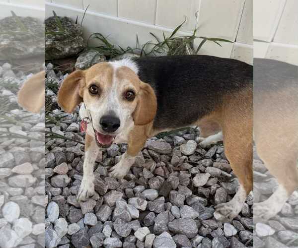 Medium Photo #12 Beagle Puppy For Sale in Dunnellon, FL, USA