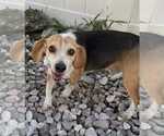 Small Photo #12 Beagle Puppy For Sale in Dunnellon, FL, USA