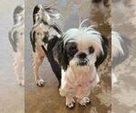 Small #1 Shih Tzu