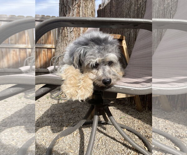 Medium Photo #8 Mutt Puppy For Sale in Sandy, UT, USA