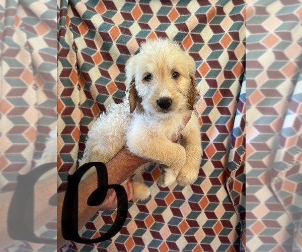 Medium Photo #11 Goldendoodle Puppy For Sale in GROTON, NY, USA