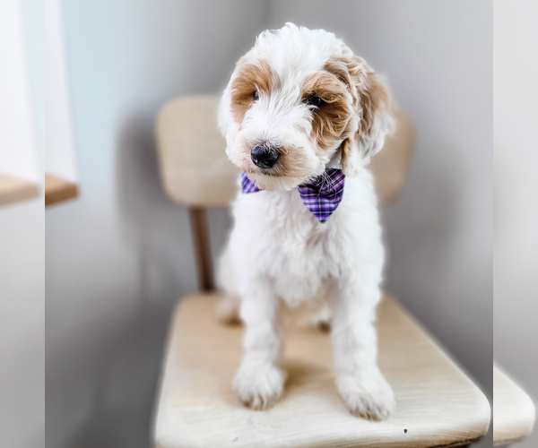 Medium Photo #3 Bernedoodle Puppy For Sale in WAGENER, SC, USA
