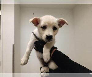 Chihuahua-Unknown Mix Dogs for adoption in Corona, CA, USA