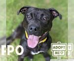 Small #4 Rottweiler-American Pit Bull Terrier
