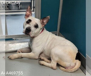 Staffordshire Bull Terrier Dogs for adoption in Oklahoma City, OK, USA