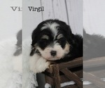 Puppy Virgil Bernedoodle