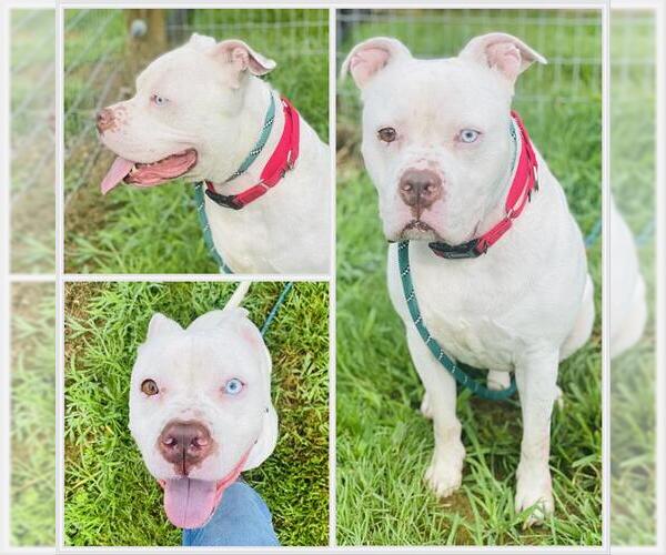 Medium Photo #2 American Pit Bull Terrier Puppy For Sale in Westminster, MD, USA