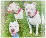Small #1 American Pit Bull Terrier