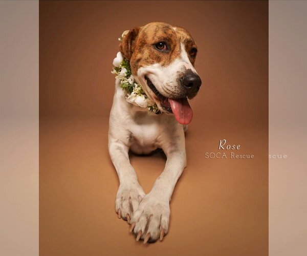 Medium Photo #2 Mutt Puppy For Sale in Rosenberg, TX, USA