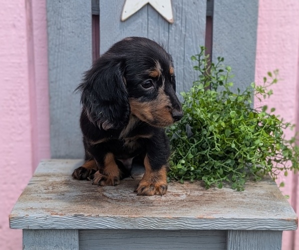 Medium Photo #2 Dachshund Puppy For Sale in GOSHEN, IN, USA