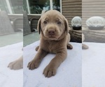 Small #1 Labrador Retriever
