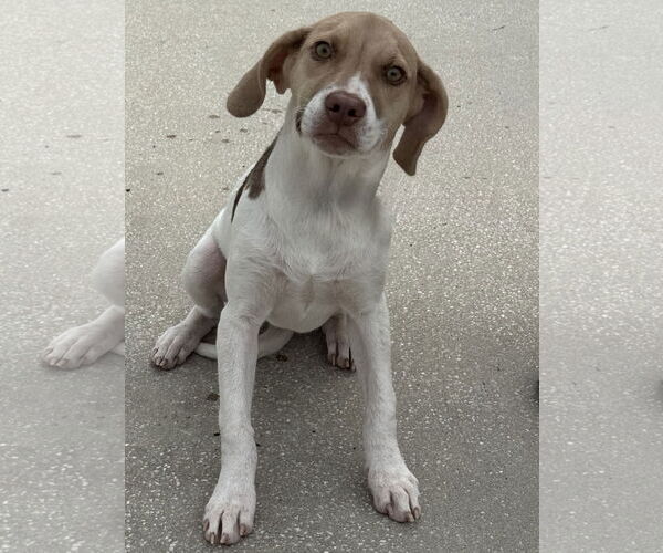 Medium Photo #1 Mutt Puppy For Sale in Sanford, FL, USA