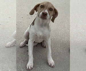 Mutt Dogs for adoption in Sanford, FL, USA