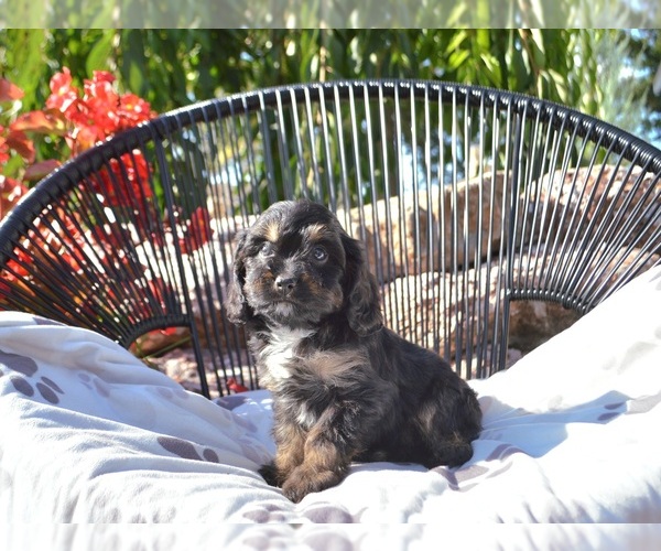 Medium Photo #10 Cavapoo Puppy For Sale in ELIZABETHTOWN, PA, USA