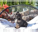 Small #2 Cavapoo