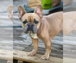 Small #2 French Bulldog