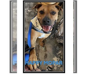 Black Mouth Cur-Unknown Mix Dogs for adoption in Sanford, FL, USA