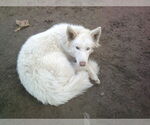 Small #4 Samoyed-Siberian Husky Mix