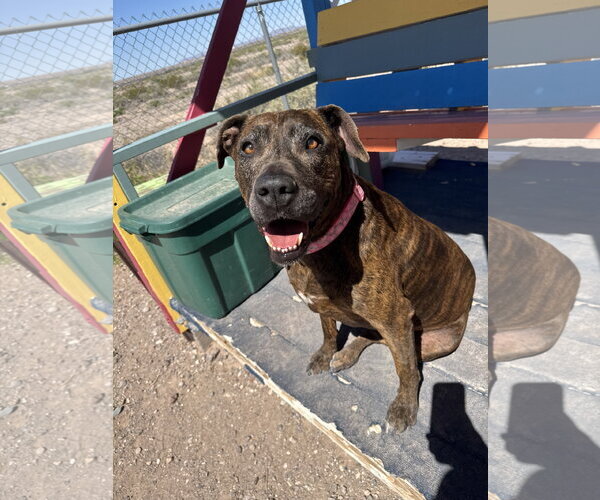 Medium Photo #3 Boxer-Unknown Mix Puppy For Sale in Williamsburg, NM, USA