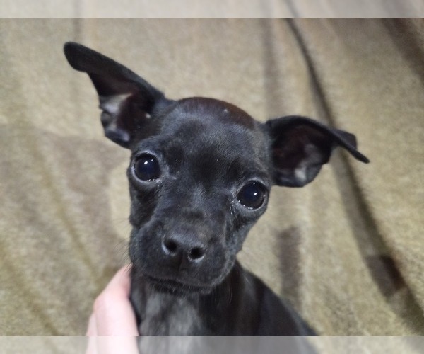 Medium Photo #5 Chug Puppy For Sale in HILLSDALE, MI, USA