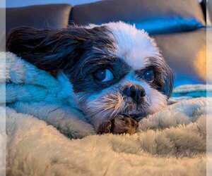 Edna - Female Shih Tzu Dog for Adoption - Photo #4