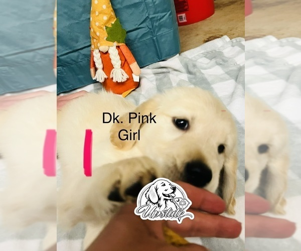 Medium Photo #3 Golden Retriever Puppy For Sale in BOILING SPGS, SC, USA
