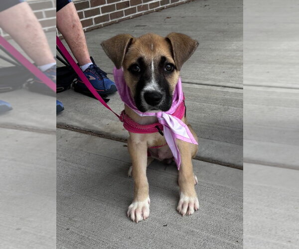 Medium Photo #2 American Staffordshire Terrier-Unknown Mix Puppy For Sale in Lawrenceville, NJ, USA