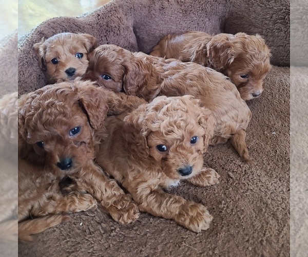 Medium Photo #1 Cavapoo Puppy For Sale in SHELBYVILLE, KY, USA