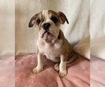 Small Photo #6 English Bulldog Puppy For Sale in CHARLESTON, SC, USA