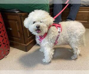 Bichon Frise Dogs for adoption in Pasadena, CA, USA