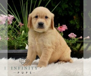 Golden Retriever Puppy for sale in NEWPORT, PA, USA