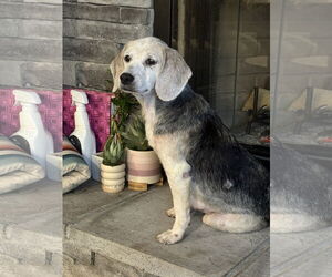 Beagle-Unknown Mix Dogs for adoption in Mount Pleasant, SC, USA