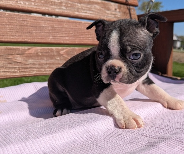 Medium Photo #4 Boston Terrier Puppy For Sale in GOSHEN, IN, USA