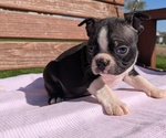 Small #3 Boston Terrier