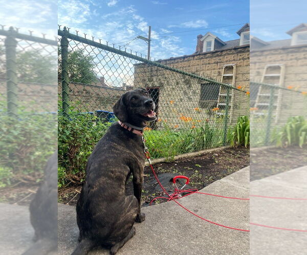 Medium Photo #2 Plott Hound Puppy For Sale in Springdale, PA, USA