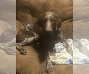 Father of the German Shorthaired Pointer puppies born on 07/15/2023