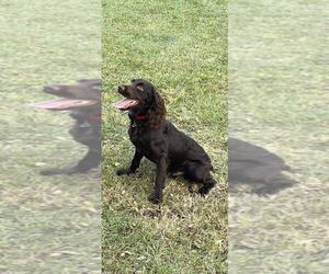 Father of the Boykin Spaniel puppies born on 06/24/2023