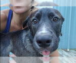 Small #9 Labrador Retriever Mix
