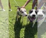 Small #2 American Staffordshire Terrier Mix