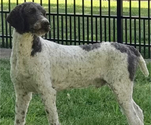 Father of the Labradoodle puppies born on 12/31/2022