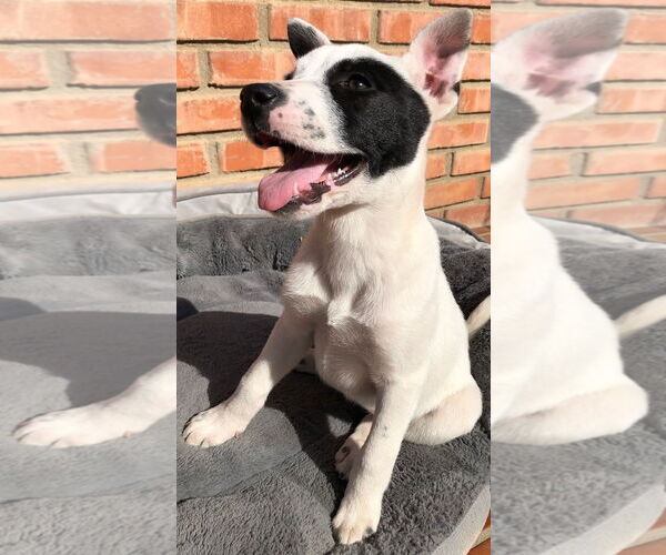 Medium Photo #2 American Pit Bull Terrier-Huskies  Mix Puppy For Sale in San Diego, CA, USA