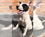 Small #1 American Pit Bull Terrier-Huskies  Mix