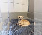 Small Chihuahua