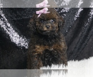 Poodle (Toy) Puppy for sale in WARSAW, IN, USA