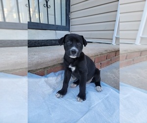 Shepradors Puppy for sale in LAURELTON, NY, USA