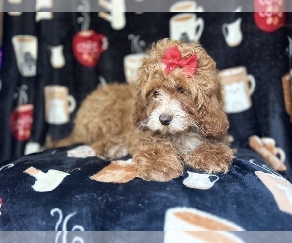 Medium Photo #7 Cock-A-Poo Puppy For Sale in LAKELAND, FL, USA