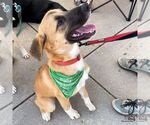 Small #5 Labrador Retriever Mix