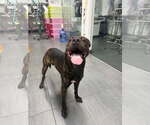 Small Photo #2 Mutt Puppy For Sale in Miami, FL, USA