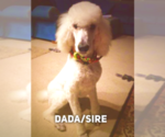 Small Photo #14 Labradoodle Puppy For Sale in ELK GROVE, CA, USA